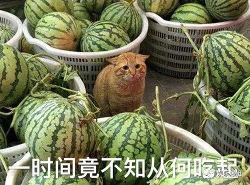 跟爆姐吃瓜,揭秘娱乐圈那些不为人知的幕后故事
