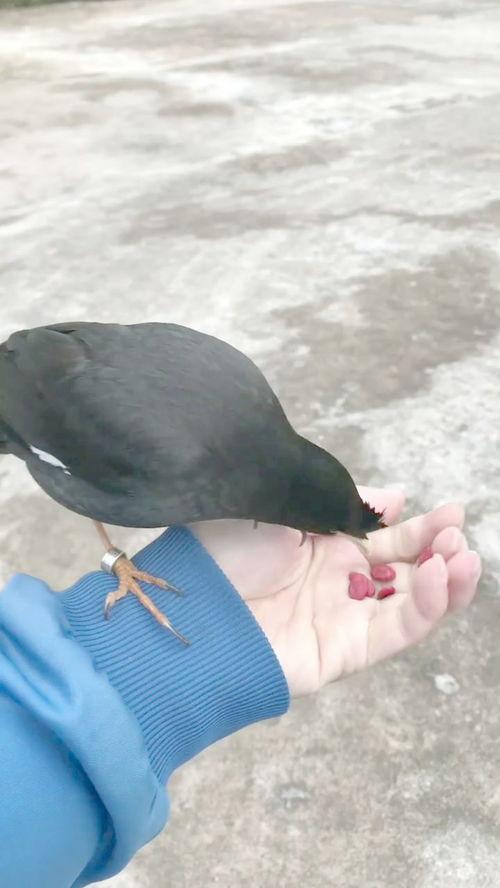 八哥吃瓜,揭秘娱乐圈的幕后故事