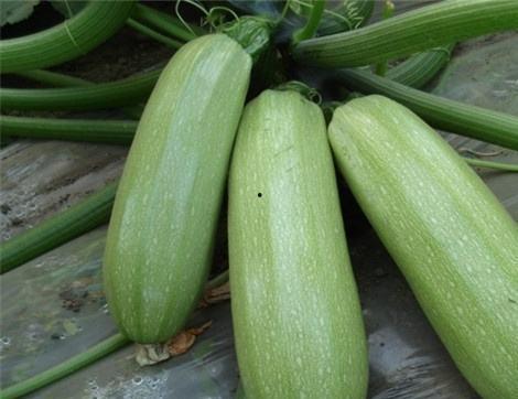 西美吃瓜,揭秘娱乐圈的甜蜜与苦涩