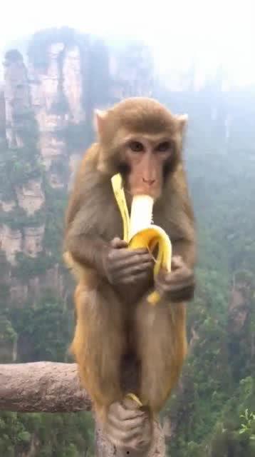 猴吃瓜文案男孩,趣味横生的夏日奇遇记