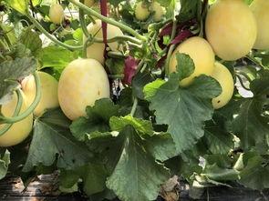 安徽界首吃瓜事件,一场网络热议背后的真相与反思